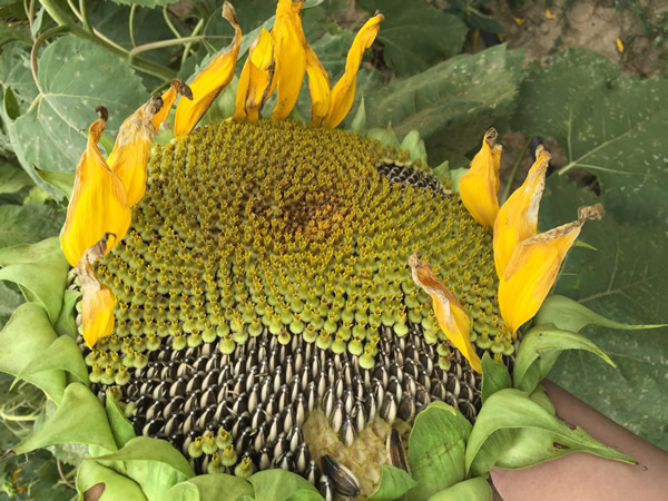 向日葵种植科研基地